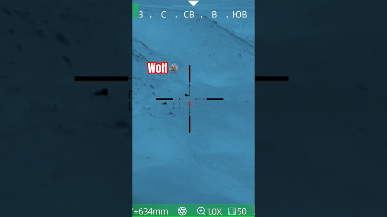 hunting a wolf with a thermal imager #wolf #hunting #wildlife