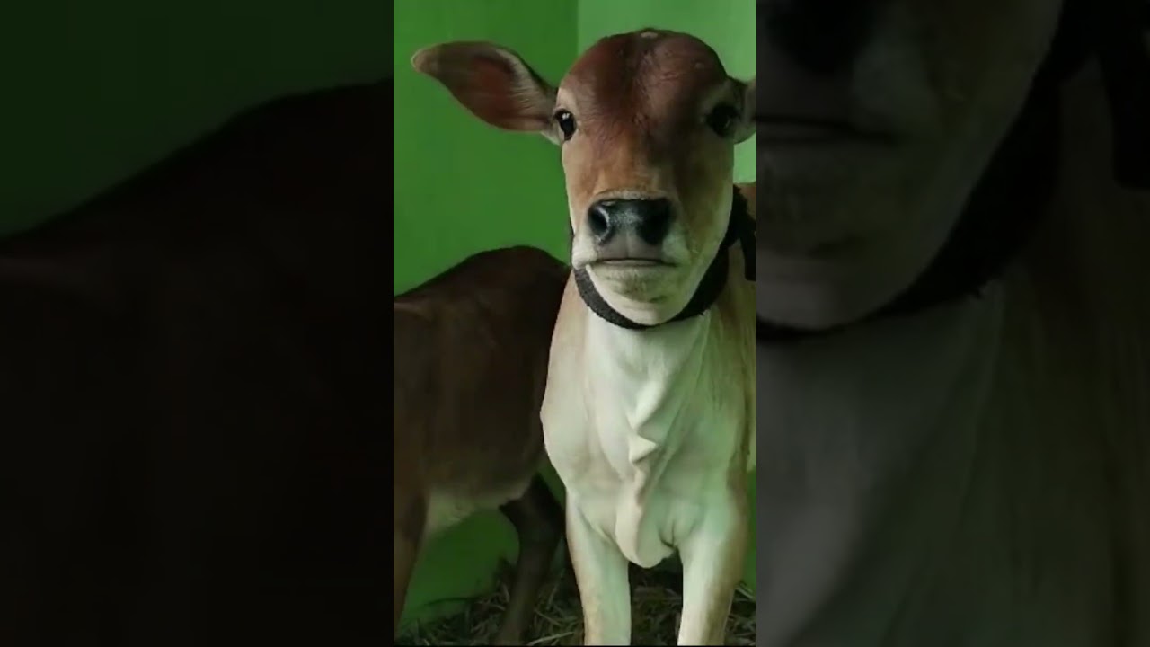 Young Malanada Gidda female calves