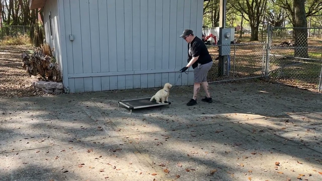 Evie - Training 