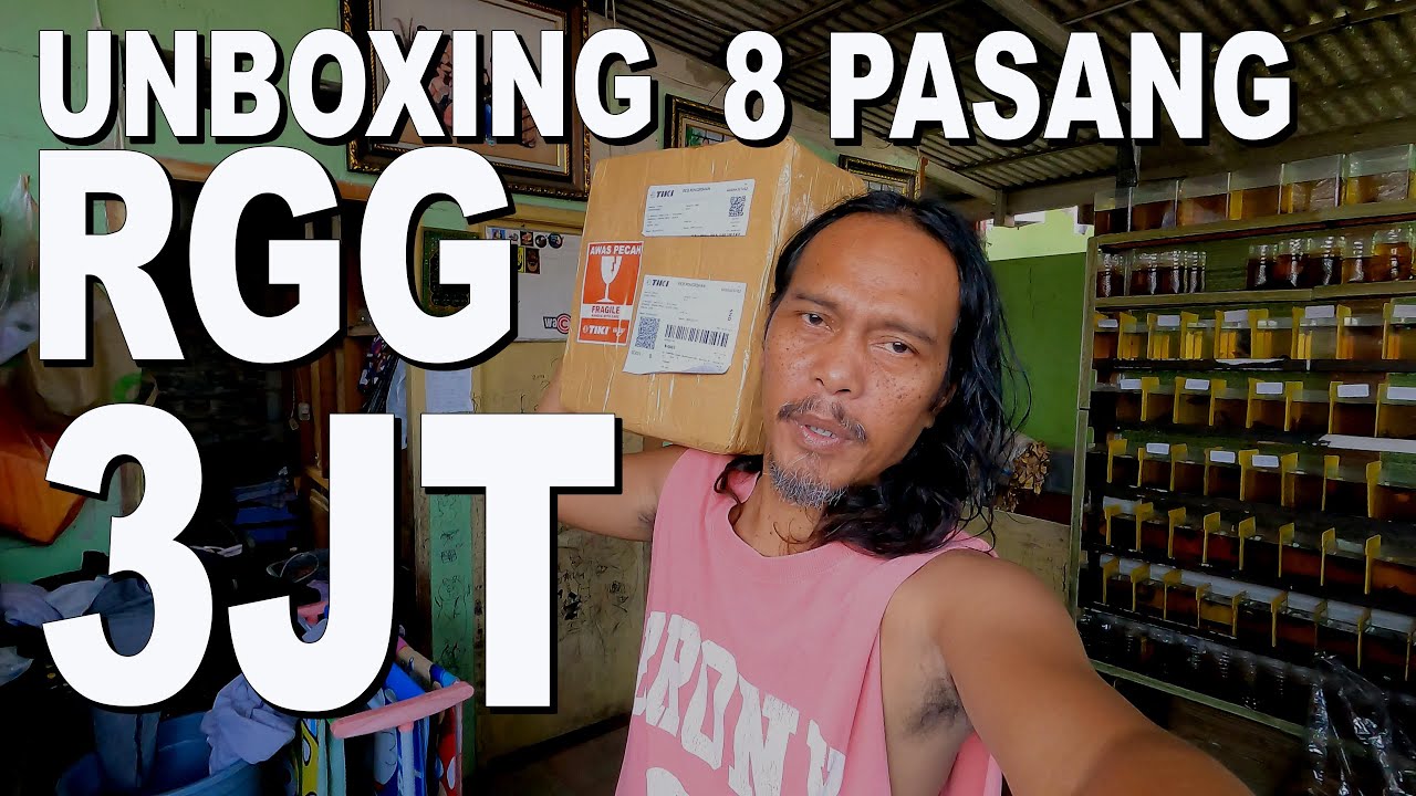 UNBOXING 8 PASANG CUPANG RGG SEHARGA 3.000.000 PART 1