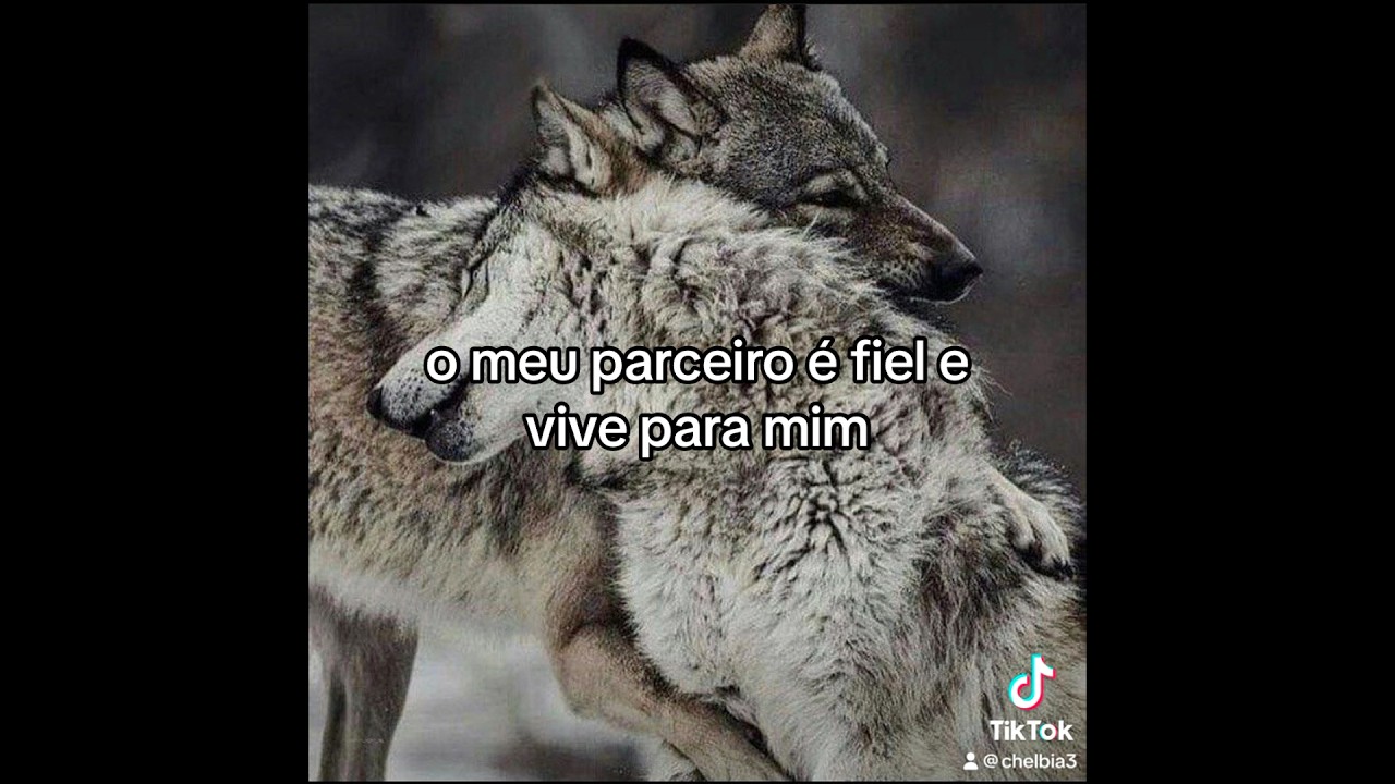 Como ativar a energia do casal de lobos nos relacionamentos. #arquetipo #ativa&ccedil;&atilde;o #lobo #casal #f&eacute;