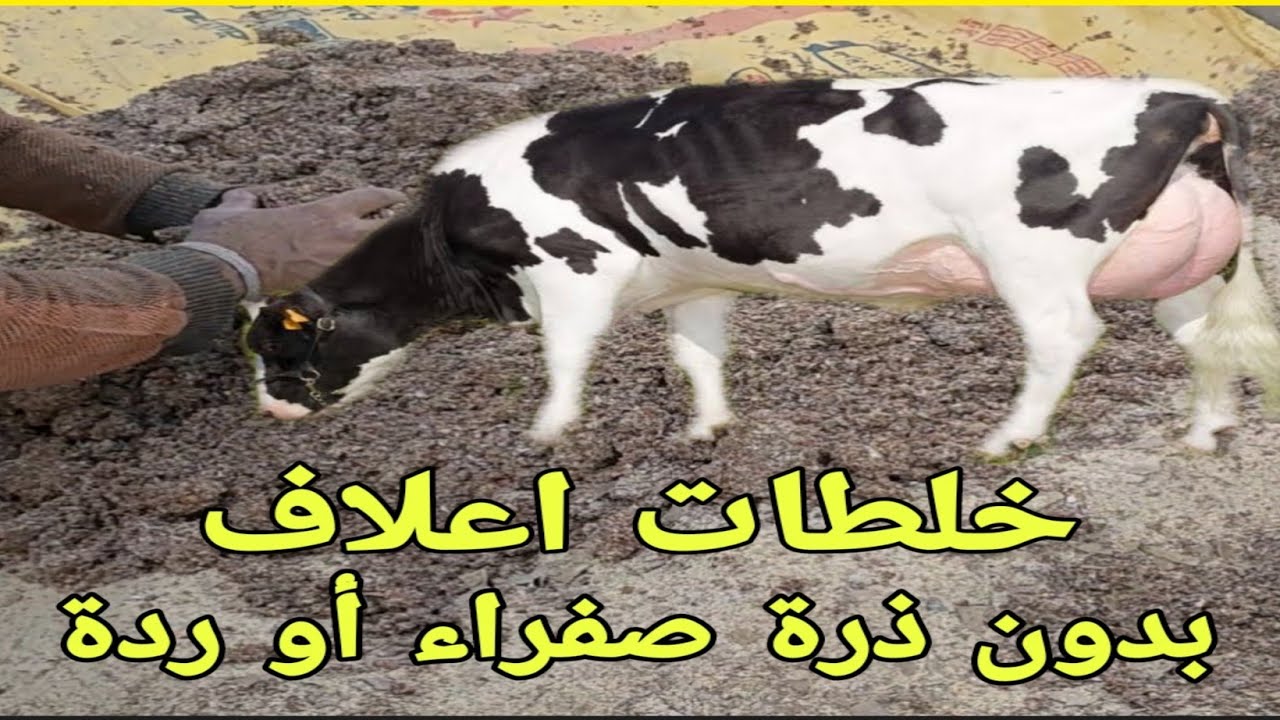 مع د/السيد الطوخي..و لأول مرة خلطات اعلاف بدون الذرة الصفراء أو الردة.. للعجول والابقار و الأغنام