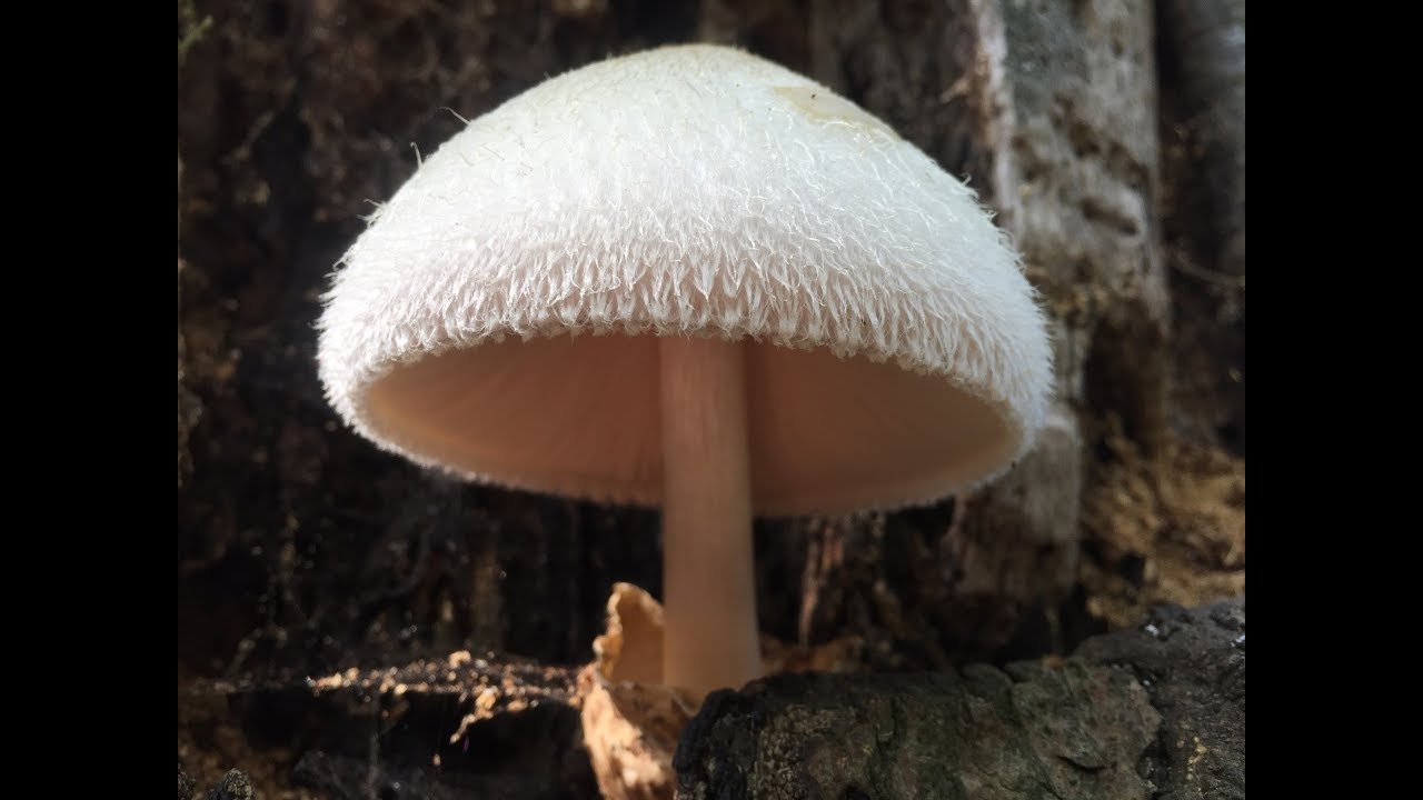 Identifying the Volvariella bombycina, Silky Rosegill
