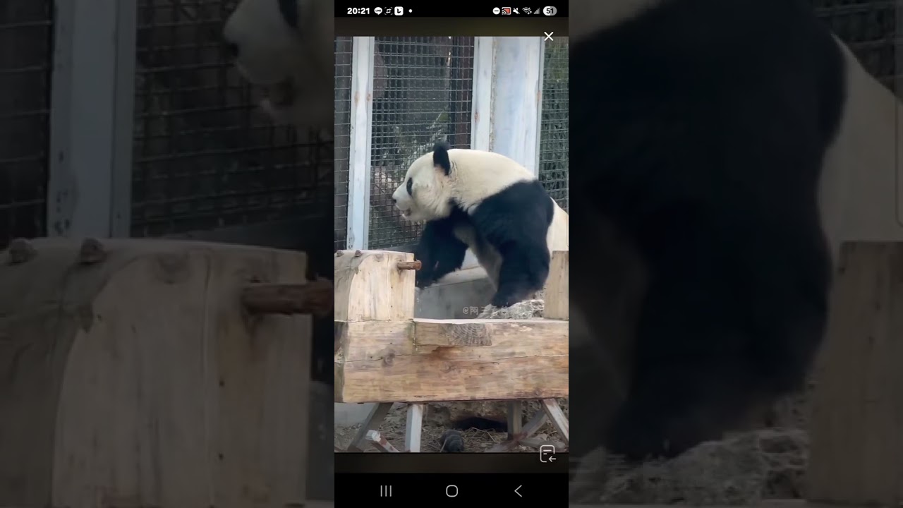 阿三看熊貓錄頻分享🐼 1月22號 小萌蘭跟吉年互動跑起來玩嗨