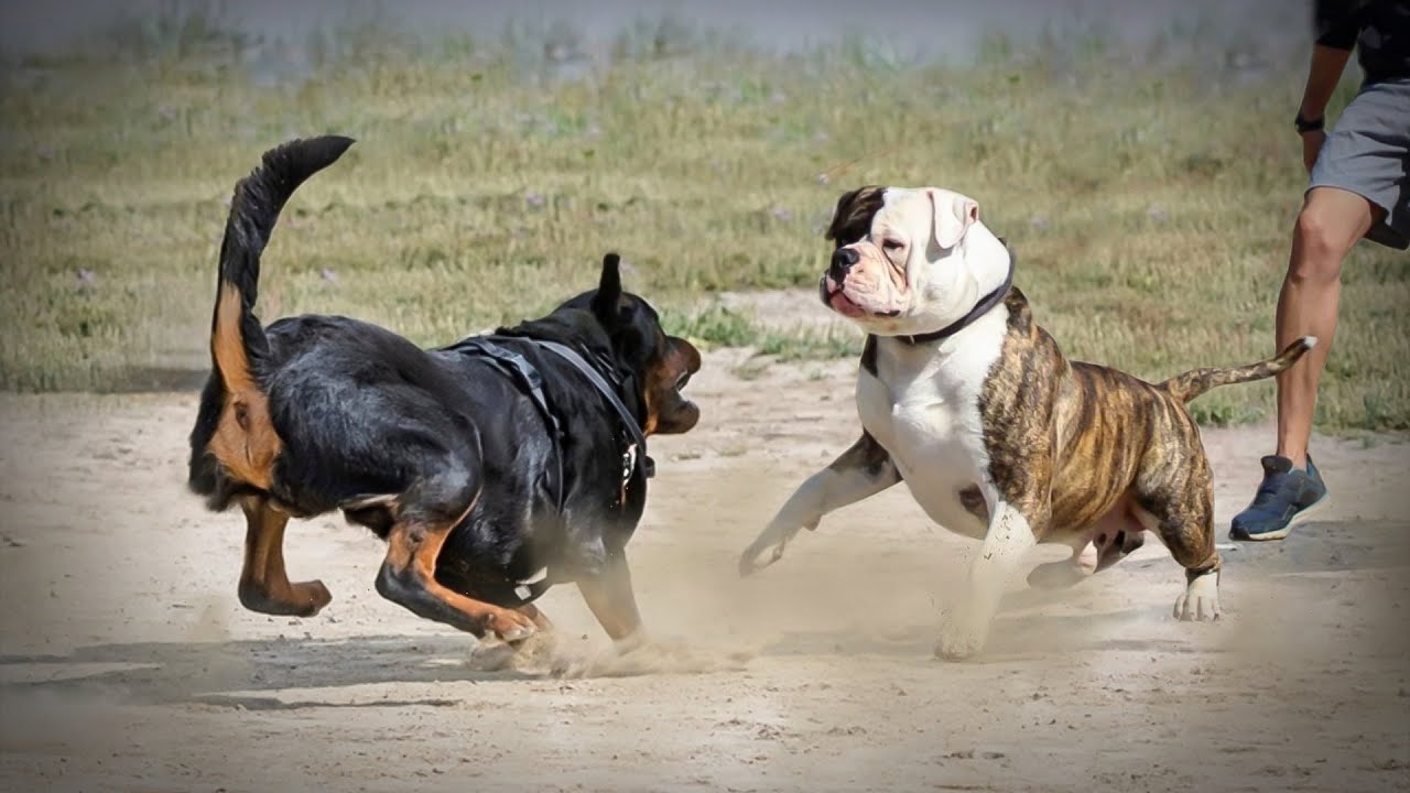 Rottweiler VS American BullDog