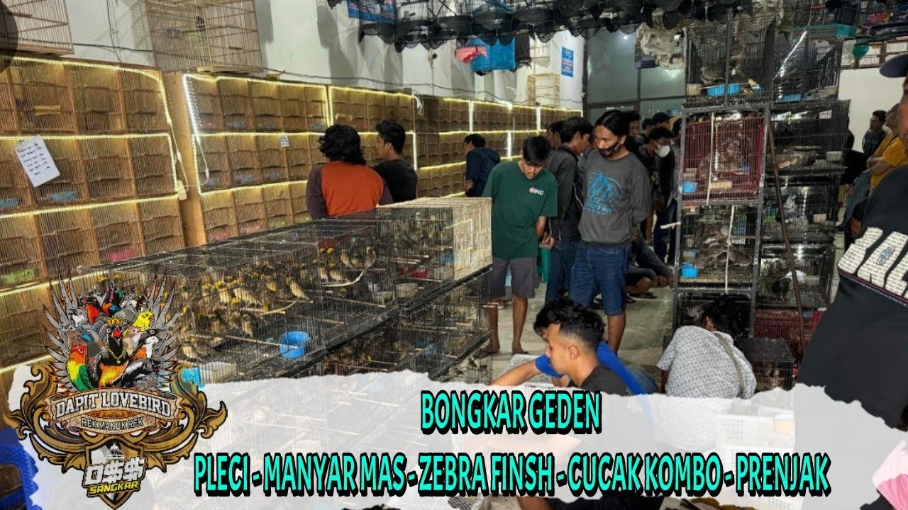 BONGKAR GEDEN !!! BURUNG PLECI - MANYAR MAS - ZEBRA FINSH - CUCAK KOMBO - PRENJAK DLL