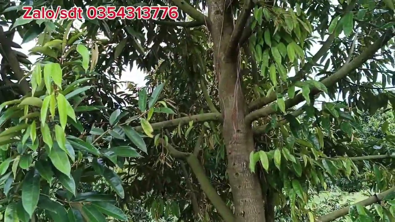 Vườn sầu riêng siêu đẹp chỉ có 107tr/1 sào nguồn thu mạnh 