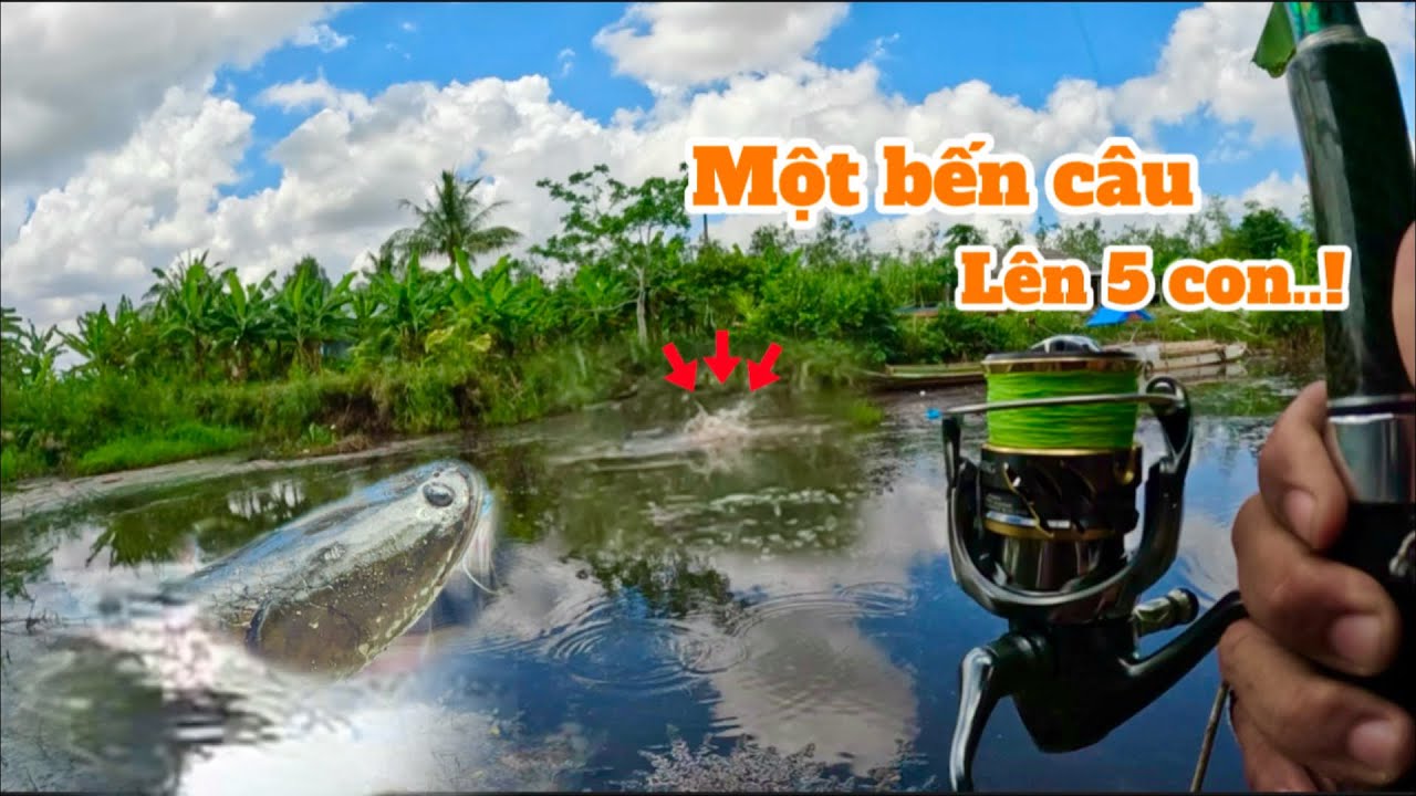 Săn cá lóc rừng tràm u minh || câu cá lóc mùa nước rút cá vẩn còn nhiều ||@duphanfishing69camau
