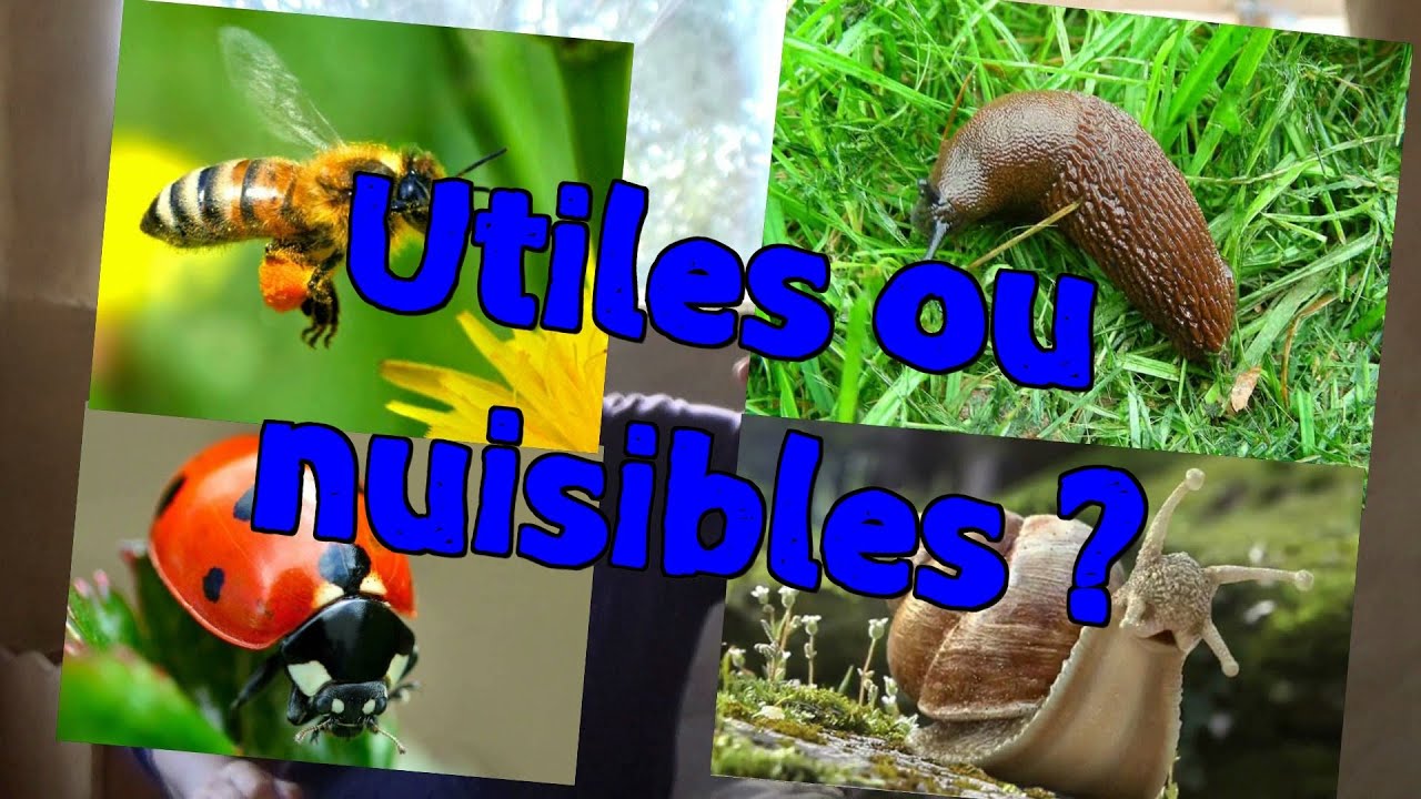 Utiles ou nuisibles ?