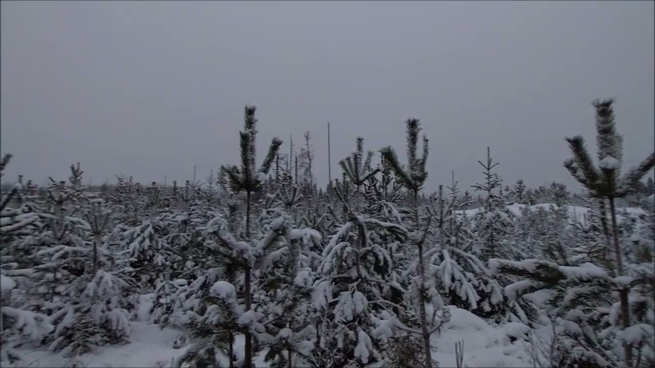 Metsätaloutta tutuksi: Hirven ja hirvituhojen jäljillä