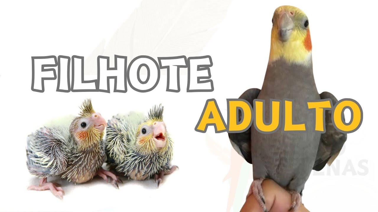 QUAL IDADE &Eacute; MELHOR PARA COMPRAR ? #calopsita