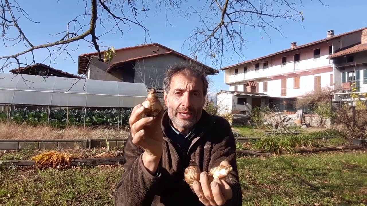 Come moltiplicare i bulbi per divisione