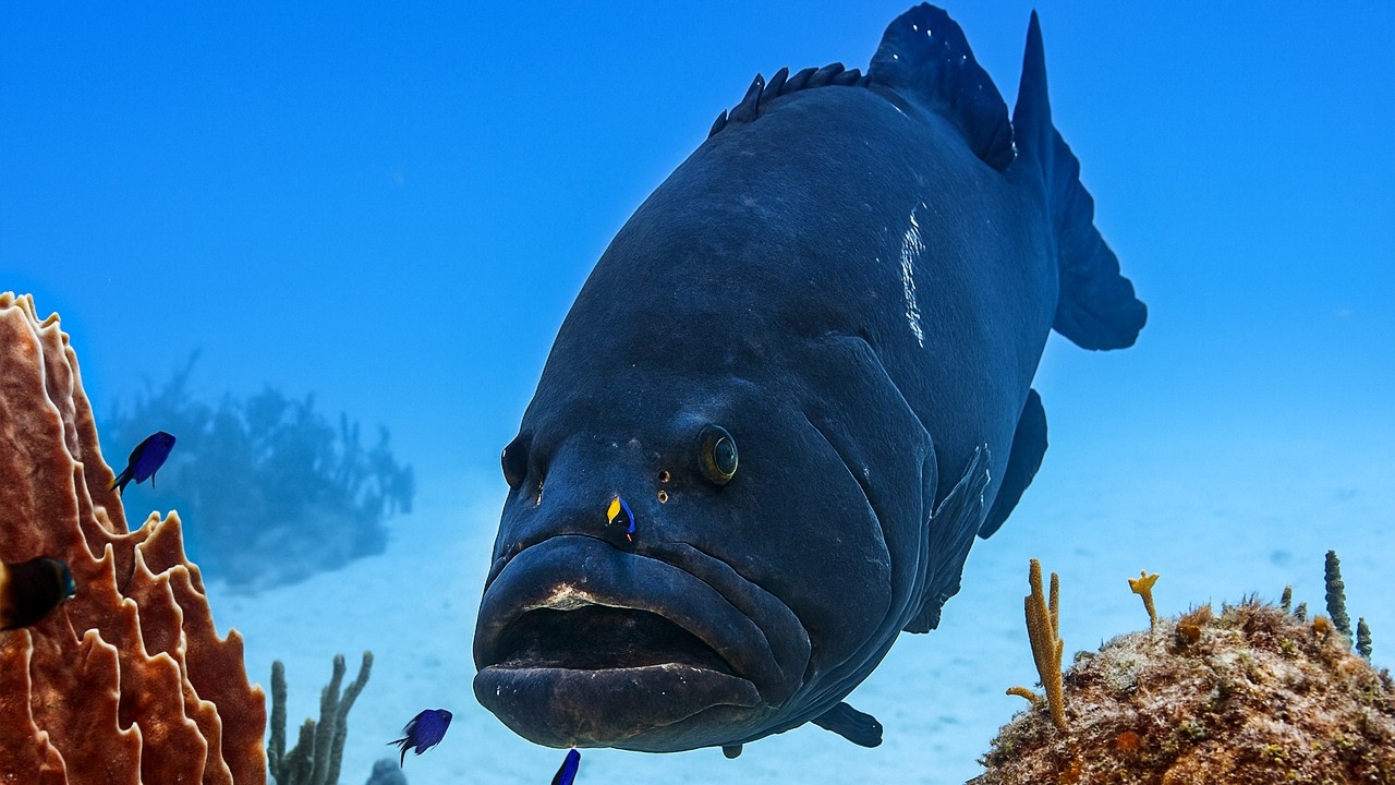 Тайны океана: что наука еще не выяснила о море
