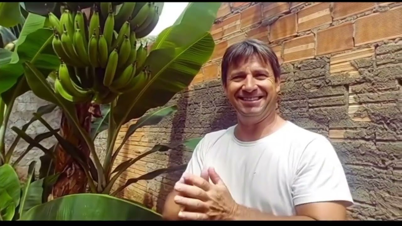 Quer banana GRANDE  PESADA E DOCE?