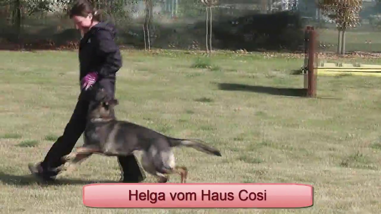 Helga vom Haus Cosi 11 months old obedience