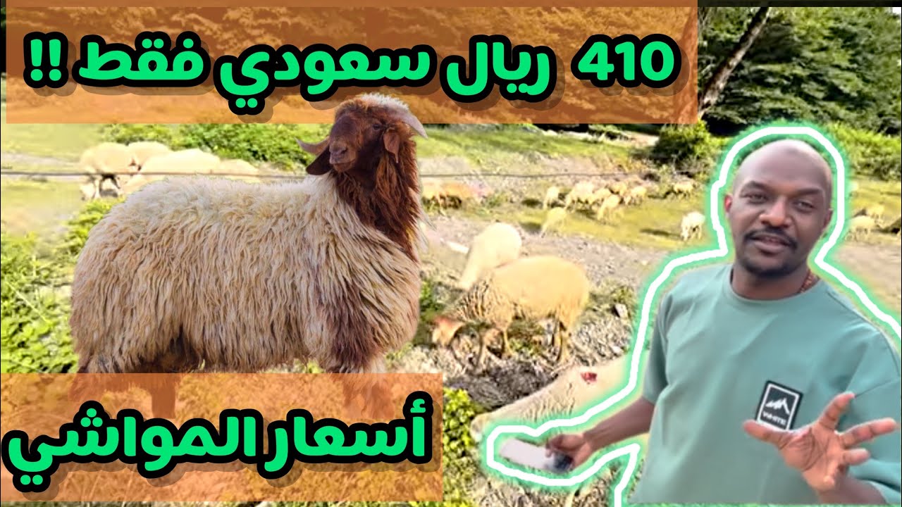 #أسعار المواشي في #اذربيجان 🔥🔥 بالريال 💵 السعودي 🇸🇦