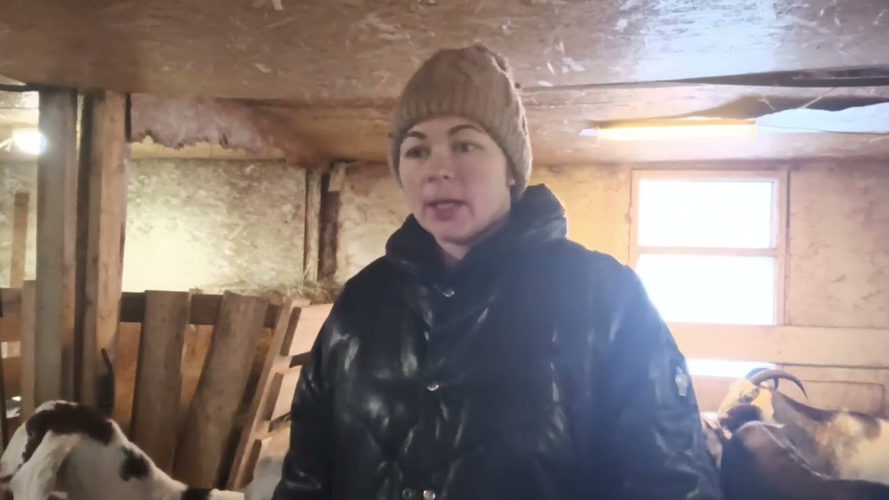 Кормление и запуск беременных коз (мой опыт, возможно у вас другой🤗)