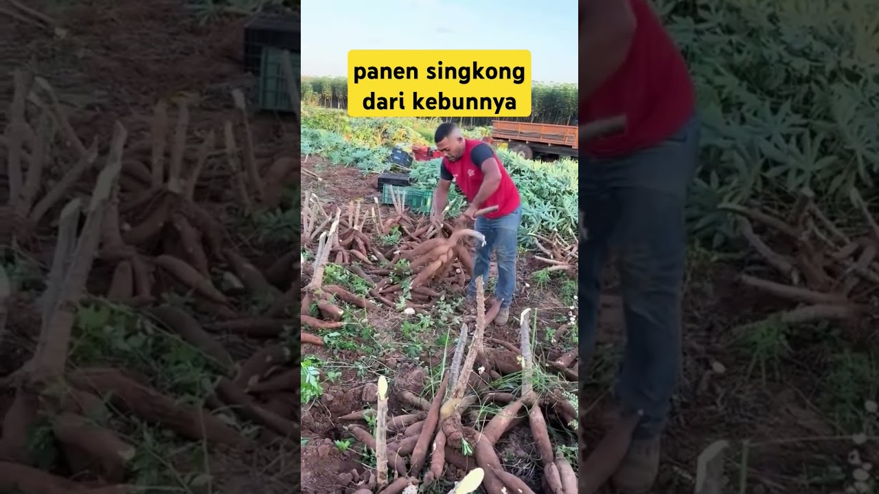 Beginilah Proses Panen Singkong di Kebunnya