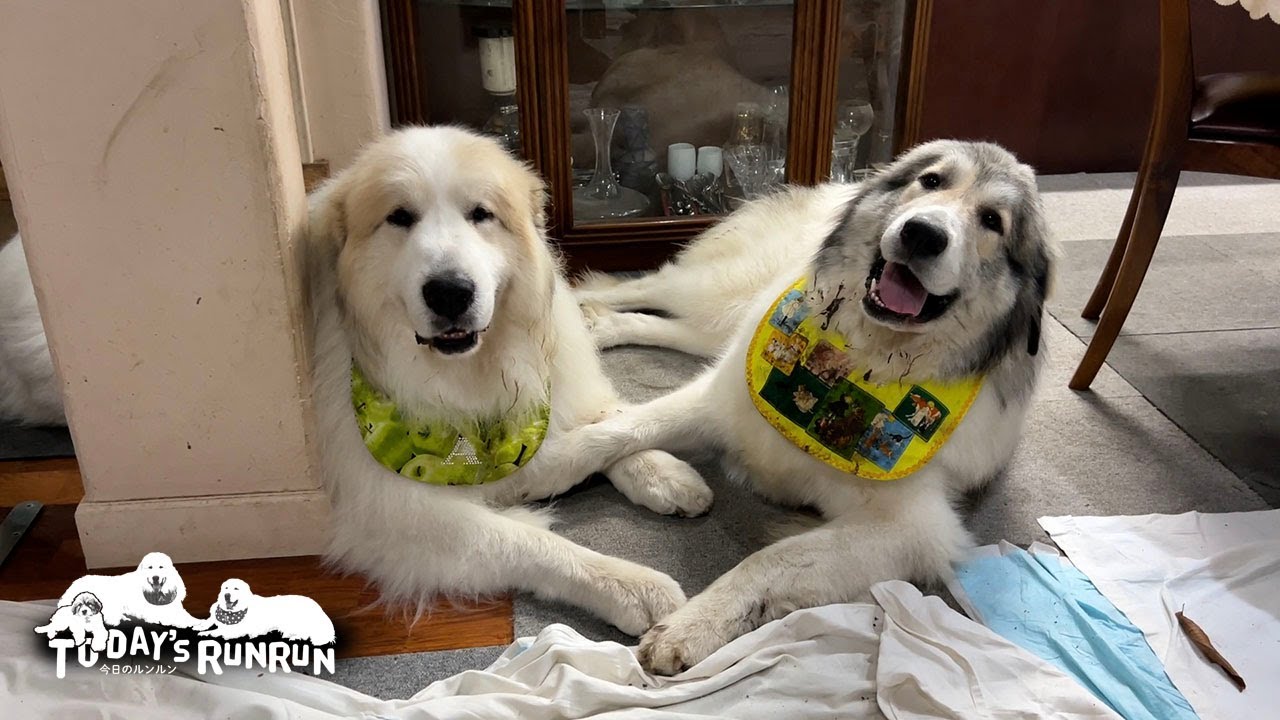 遊びたくてしつこいベルと絡まれて不機嫌なアランです　Great Pyrenees　グレートピレニーズ