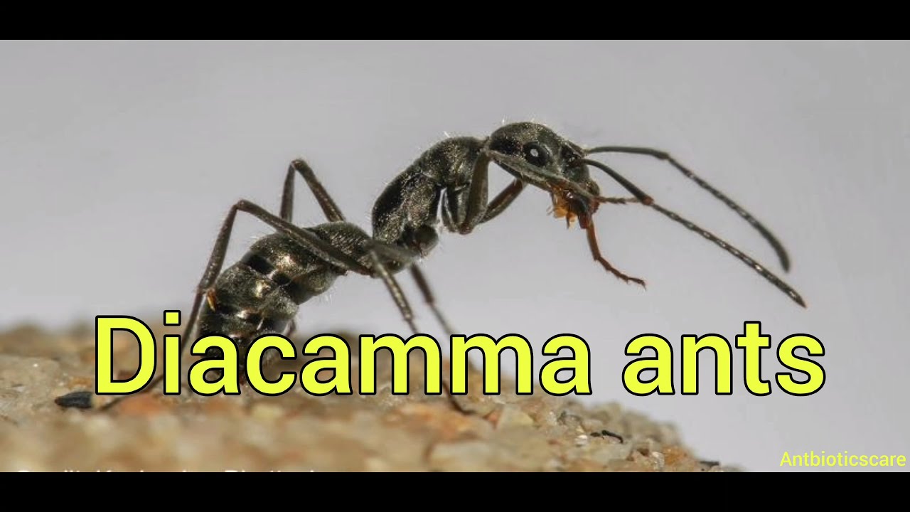 Lets look into Diacamma ants colony and their behaviour ep.1