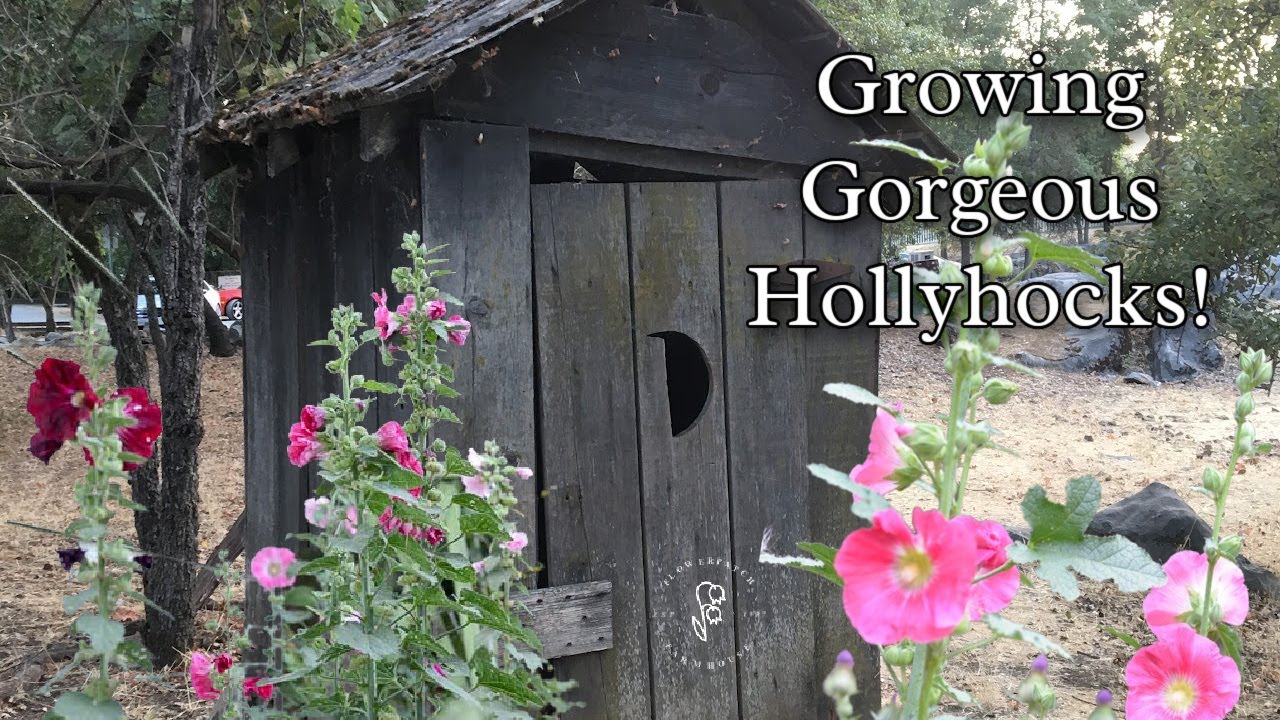 5 Tips to Grow Beautiful Hollyhocks in Your Garden!