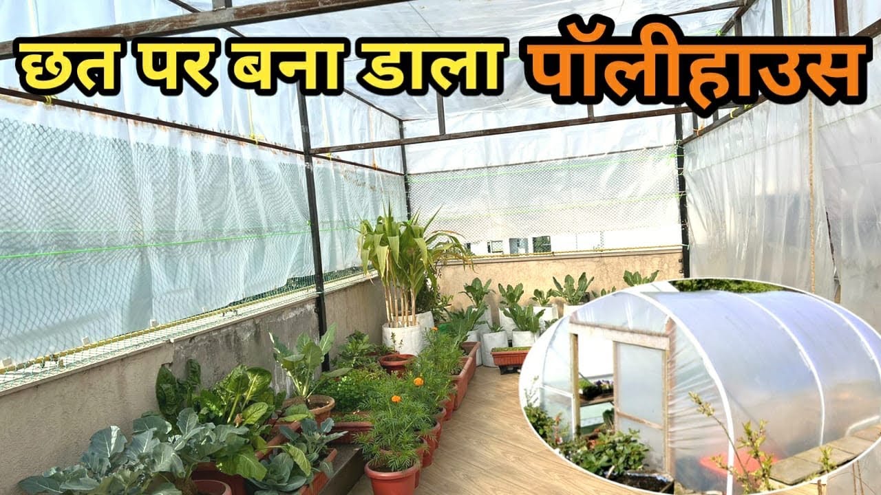 छत पर बना डाला पोलीहौसे | Ghar Par Polyhouse Kaise Banaye
