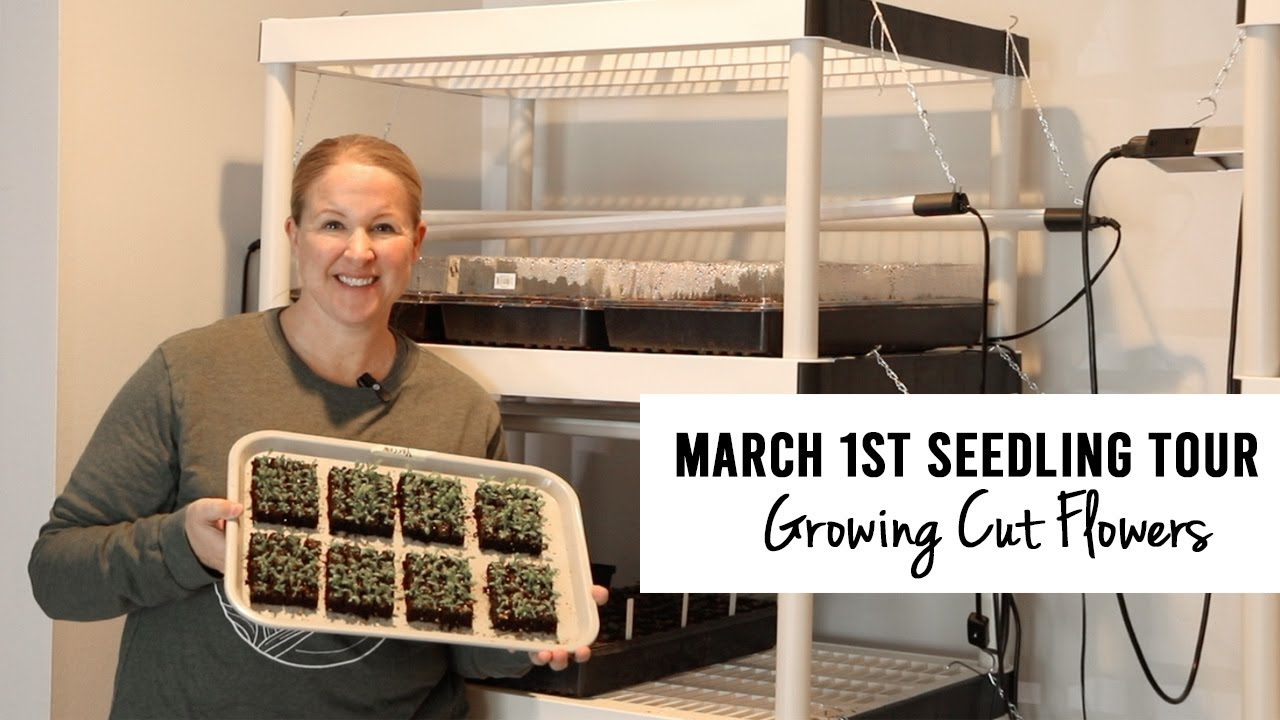 March 1st Seedling Tour of my Cut Flowers : Sunshine and Flora Urban Flower Farm