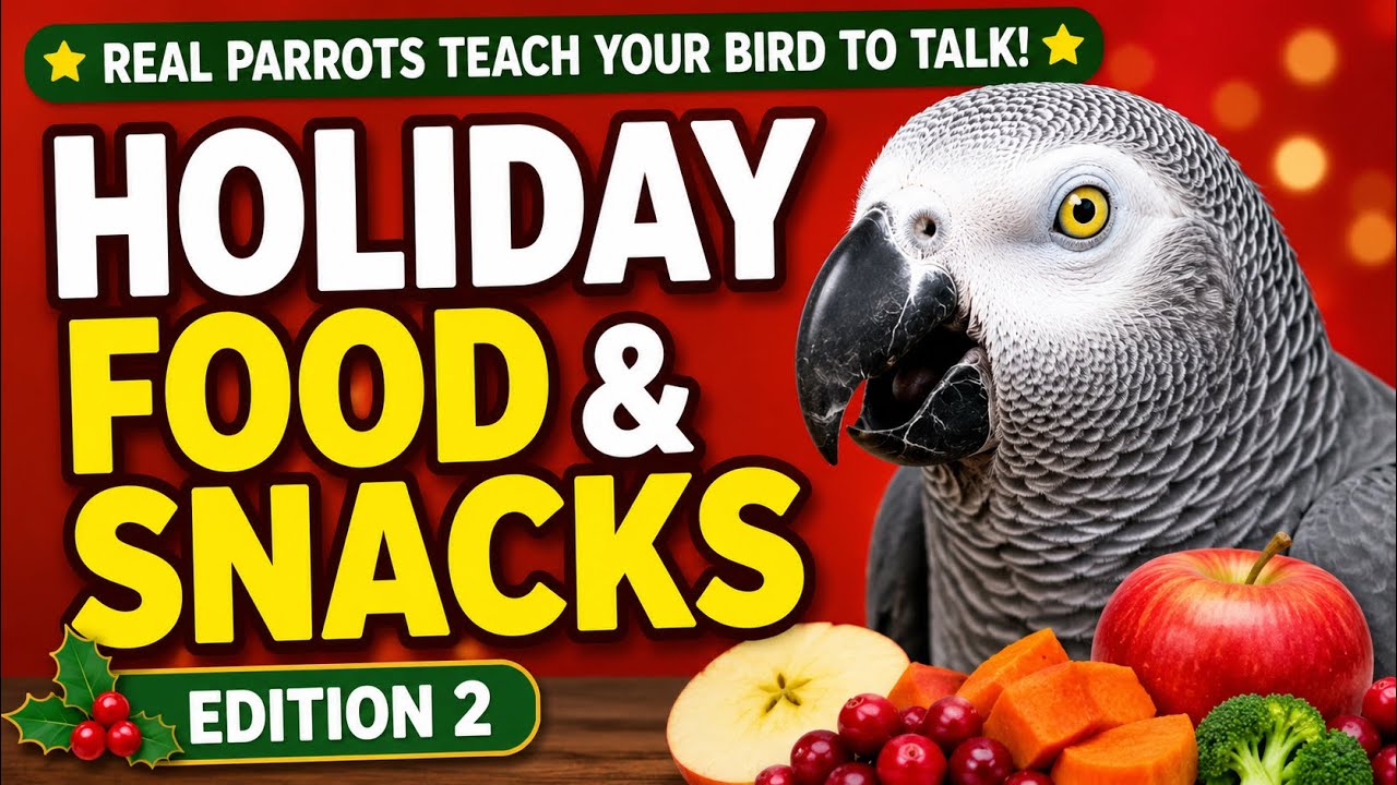 Real Parrots African Grey Ringneck Teach Your Bird to Talk! Food & Snacks 2 Gobble Gobble Thank You 