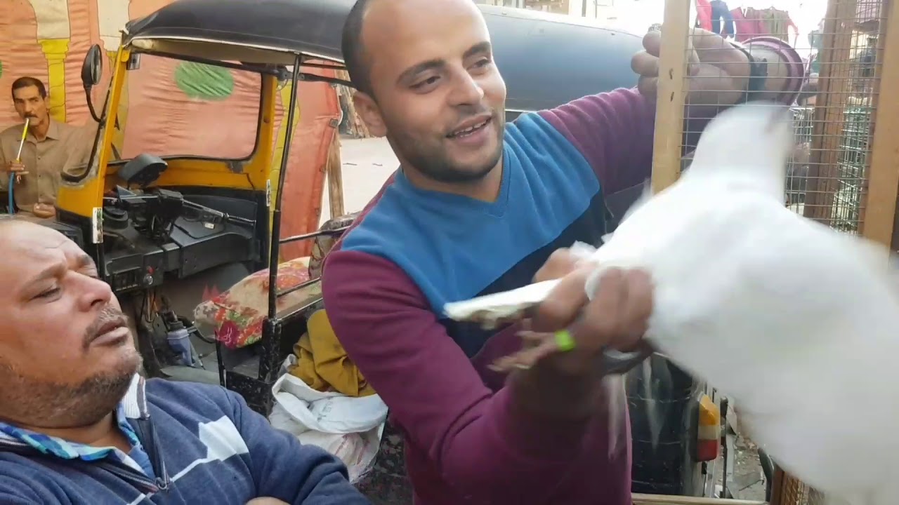 سوق الحمام من المحله الكبري،،الصحبه الحلوه ،،ج٢ Egyptian pigeon's market 2018