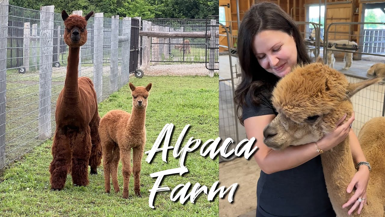 We Camped At An Alpaca Farm! - Harvest Hosts