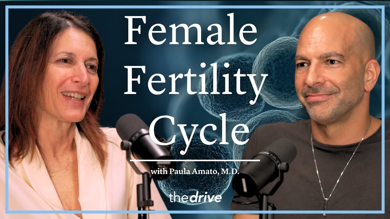 Female Fertility Cycle: Ovulation to Implantation | Paula Amato, M.D.