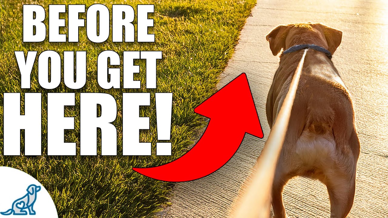 BEFORE You Walk Your Dog You NEED These 4 Essential Skills