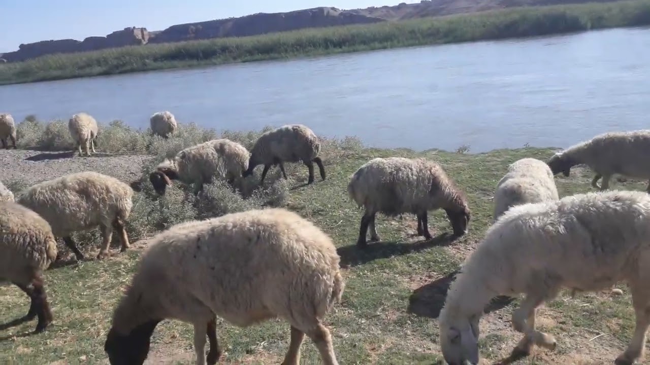 نهر الفرات راعي الأغنام 
