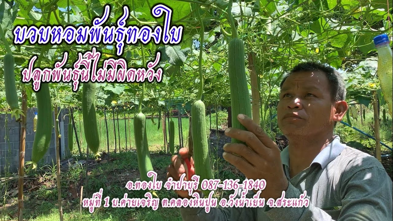 ปลูกบวบหอมพันธุ์นี้ไม่มีคำว่าผิดหวัง บวบหอมพันธุ์ทองใบ โทร.0871361840