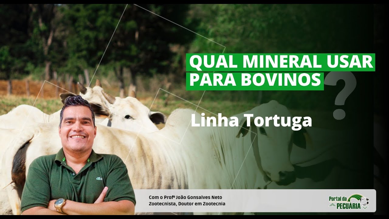 Qual mineral usar para bovinos - Linha Tortuga