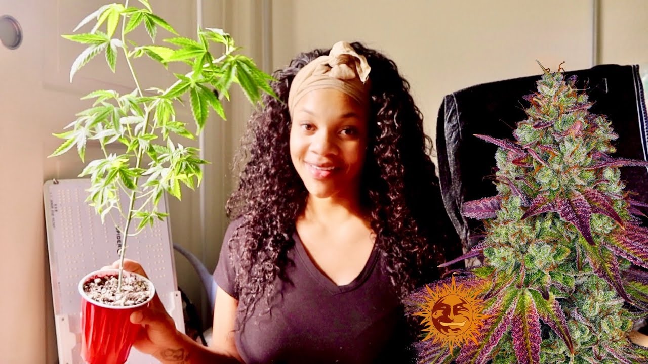 Transplanting Cannabis Seeds 🌱 MIMOSA X ORANGE PUNCH | (Barney&rsquo;s Farm)