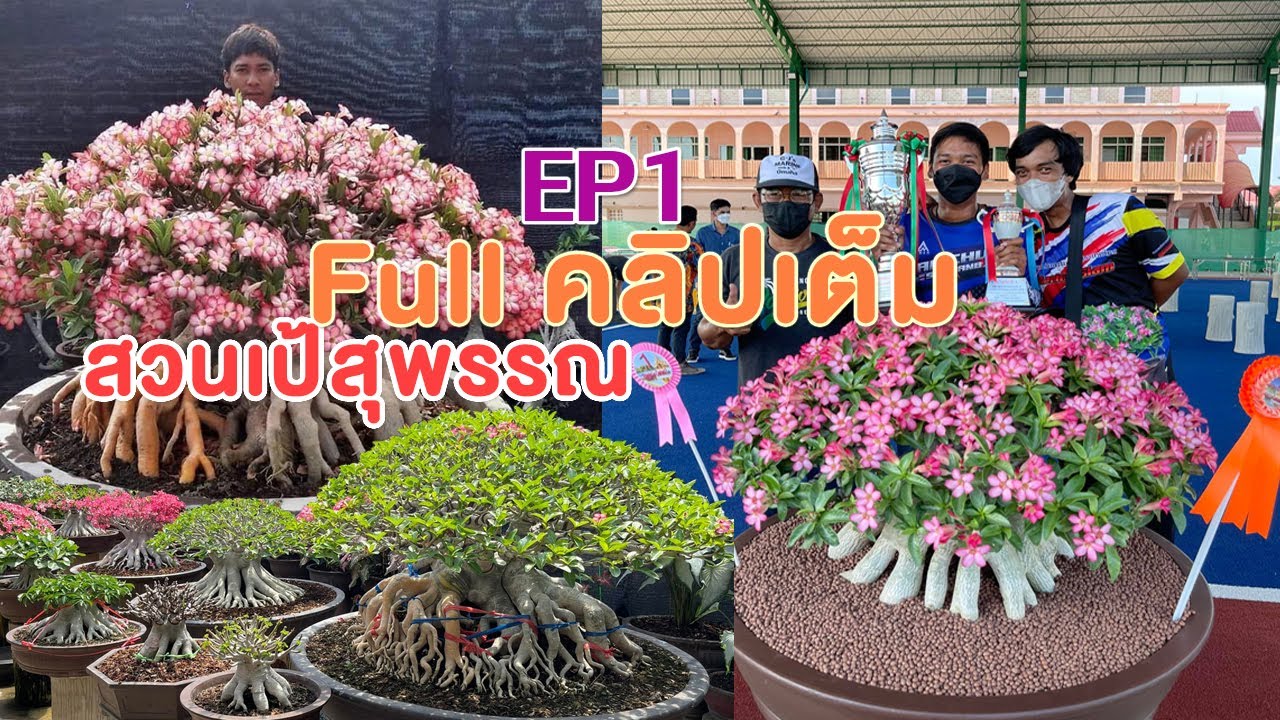 พาไปชมไทยโซโคแม่มณีรัตนาและไทยโซโครากทองมูลค่า 2 ล้านบาท Ep1 Amazing Adenium 2 million Baht
