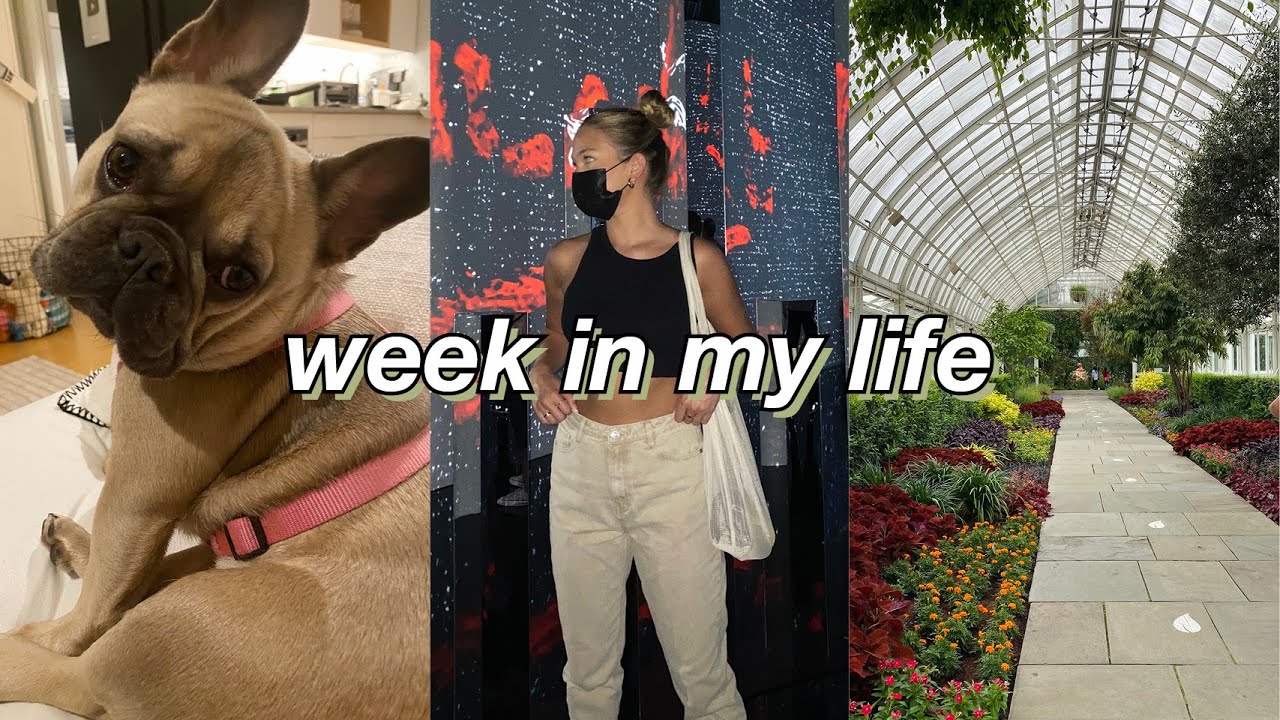 week in my life: job hunt update, the farmer’s dog review, art exhibits in nyc | maddie cidlik