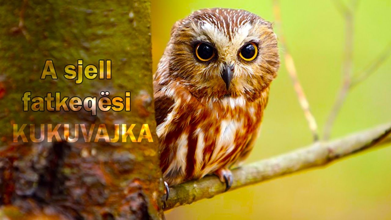 A sjell fatkeqesi kukuvajka kur kendon mbi cati?
