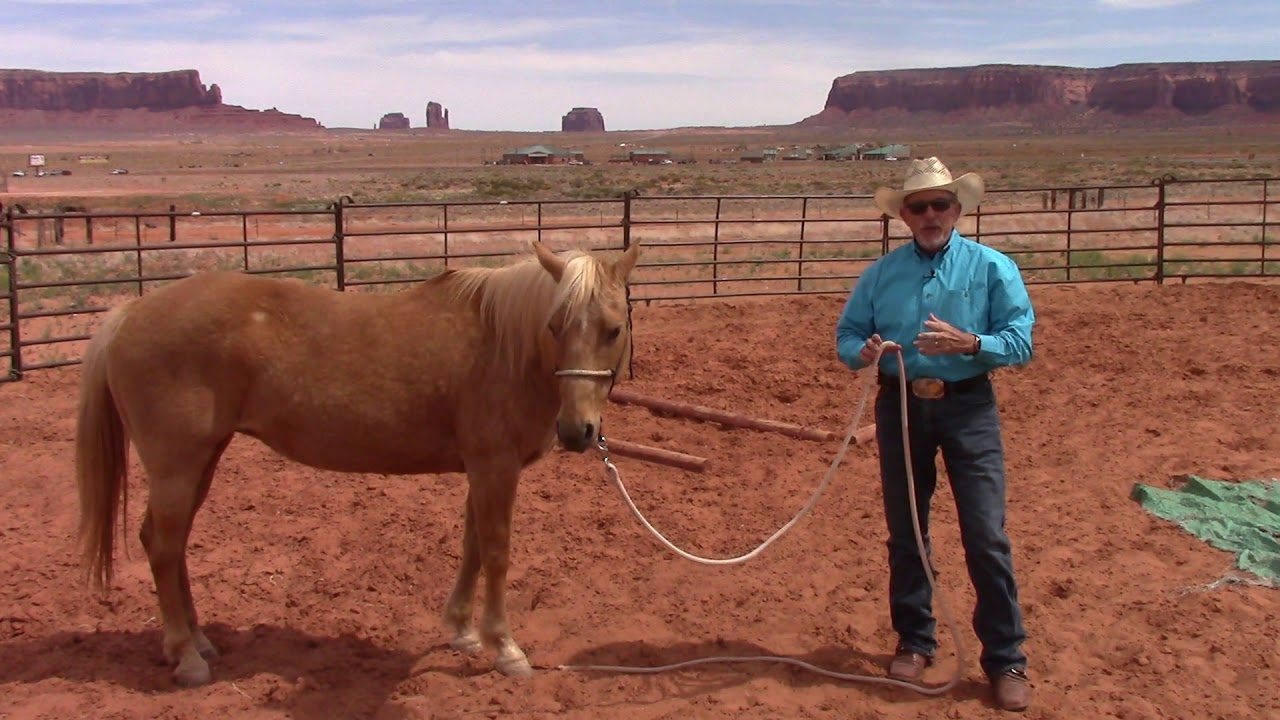 Horse Training Principles #2  Reward the Smallest Change and the Slightest Try