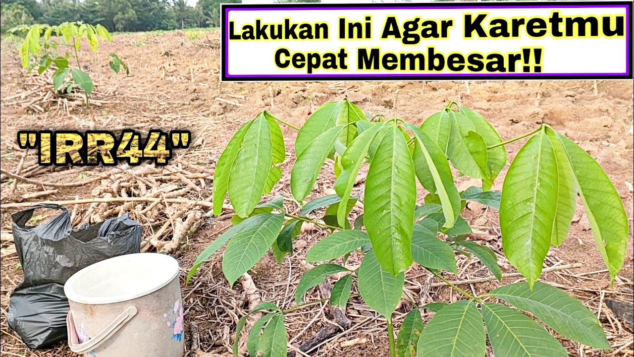 Lakukan Cara Ini Agar Tanaman Karetmu Cepat Membesar!! || Karet Unggul IRR44 [ BBM Gemblong ]
