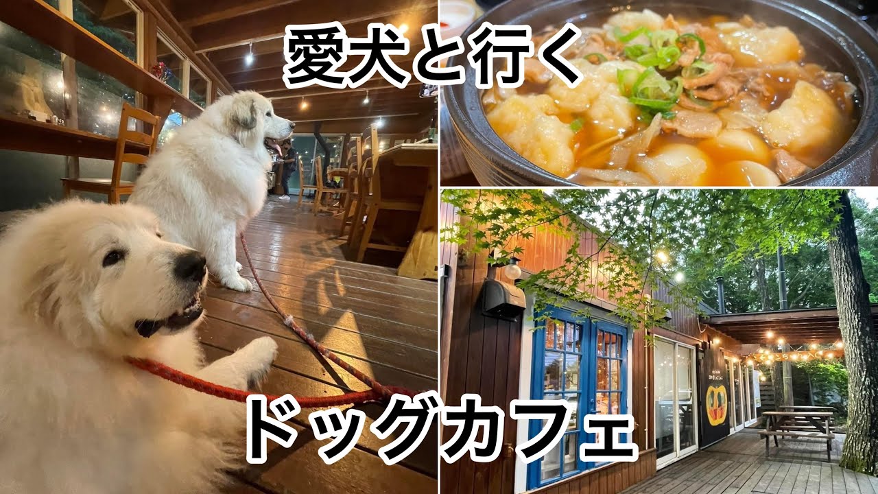 【ドッグカフェ】ペット同伴可のレストランに行ってきた🐾🐶グレートピレニーズ　Great Pyrenees #グレートピレニーズ #greatpyrenees #犬のいる暮らし #ドッグカフェ