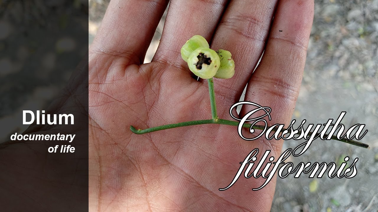 Кассита нитевидная (Cassytha filiformis) - часть 3