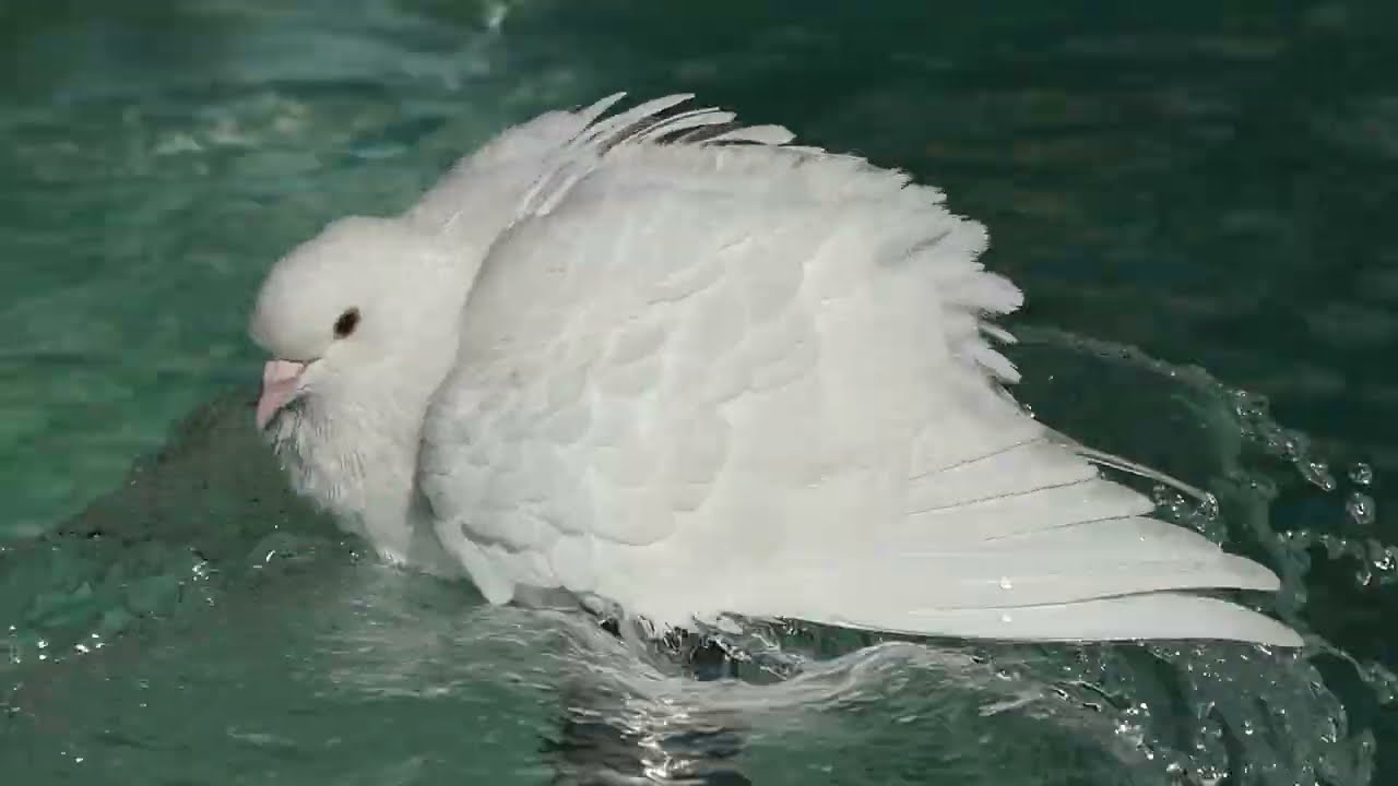 White dove bathing on a fountain (Benidorm, Spain)