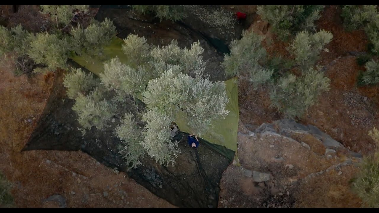 Von der Ernte bis zur M&uuml;hle: Die Reise des Jordan Oliven&ouml;ls