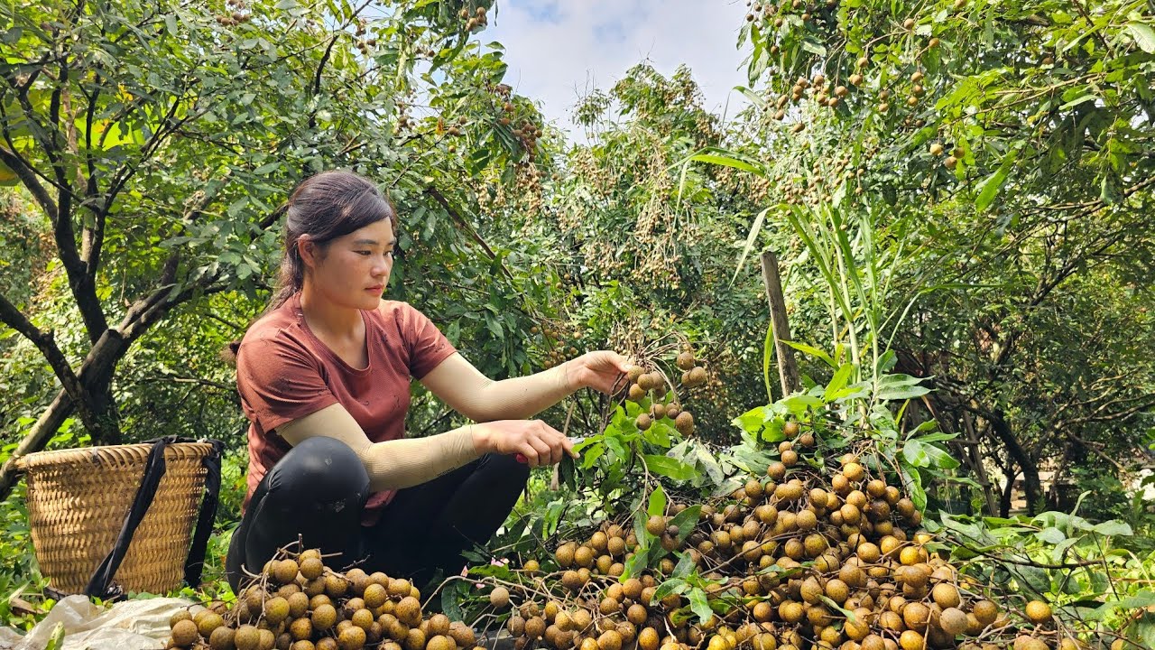Harvest lots of longan and bring them to the village market to sell.