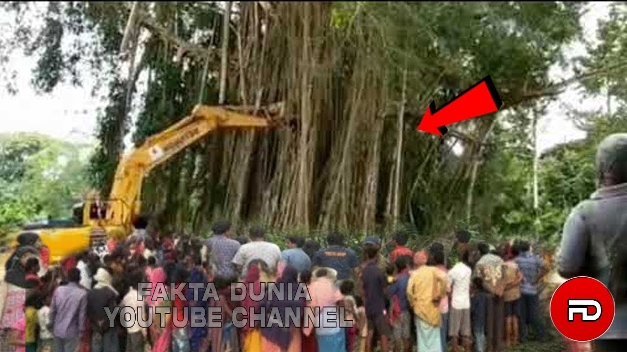 Detik Detik Pohon Makam Keramat Bisa Berdiri Lagi Setelah Ditebang Bikin Warga Ketakutan, Perhatikan