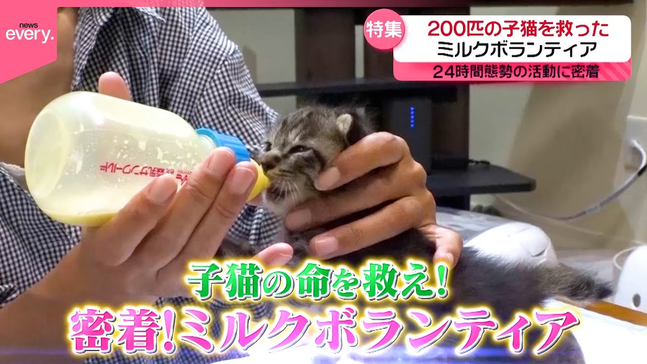 【奮闘】5年で200匹保護…子猫の命を守る！ミルクボランティア『every.特集』