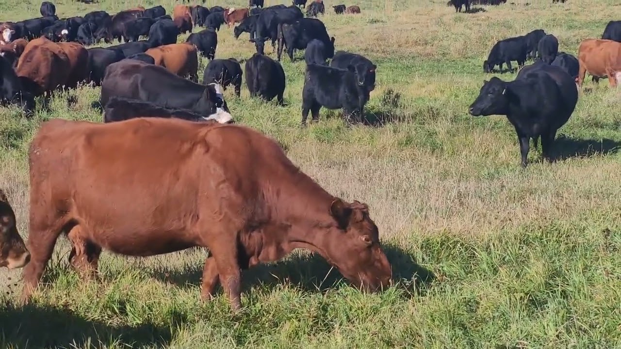 Our Year Round Herd