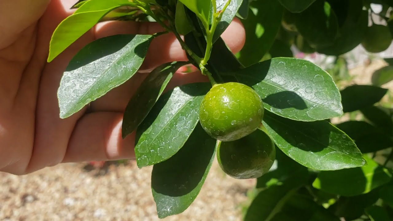 LÀM VƯỜN Ở MỸ: BÓN PHÂN NUÔI TRÁI CÂY TẮC TRỒNG CHẬU - FERTILIZING POTTED CALAMONDIN TREE